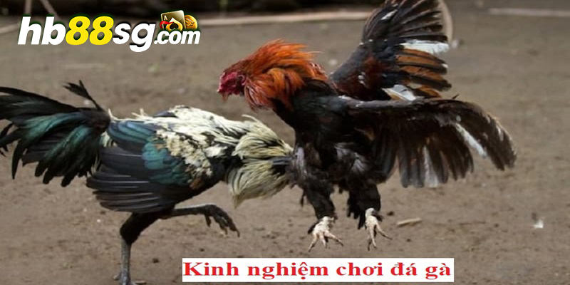 Kinh nghiệm chơi đá gà để trở thành cao thủ chuyên nghiệp