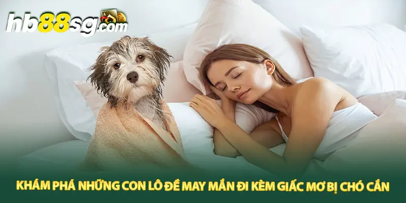 Khám phá những con lô đề may mắn đi kèm giấc mơ bị chó cắn