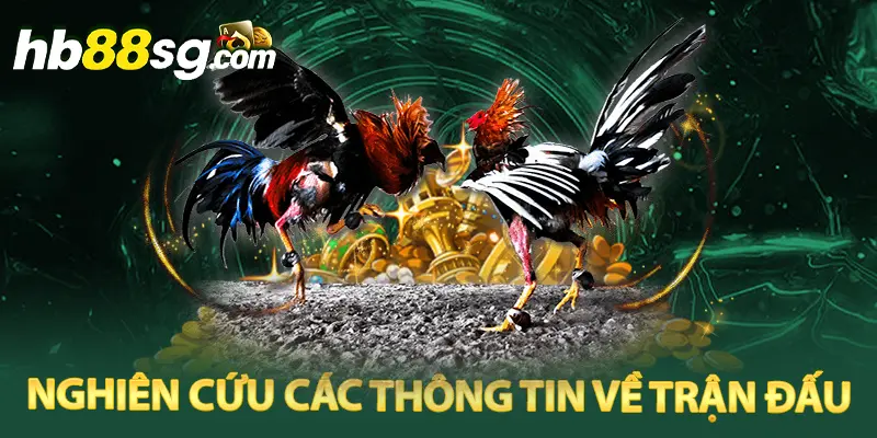 Bách chiến bách thắng với các chiến thuật khi tham gia đấu gà live trực tiếp 