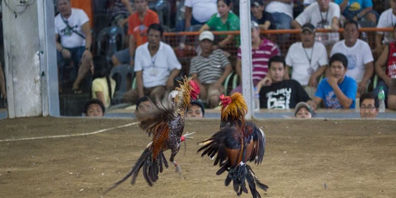 Ưu điểm khi chơi đá gà trực tuyến tại trường gà thomo